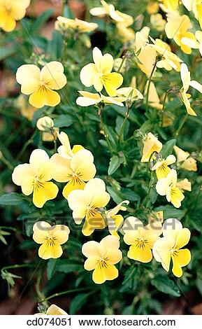 Garden violas (Viola sp. ) View Large Photo Image Stock Image - Garden violas (Viola sp. ). Fotosearch