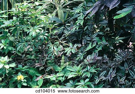 Stock Photography - Gardening tropical shade. Fotosearch
