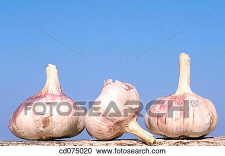 Stock Image - Garlic. Fotosearch