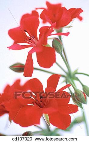 Geranium (Pelargonium peltatum) View Large Photo Image Stock Image - Geranium (Pelargonium peltatum). Fotosearch