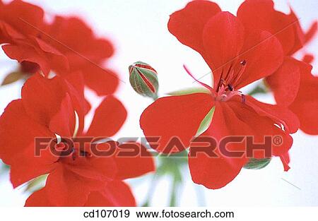 Stock Photo - Geranium (Pelargonium peltatum). Fotosearch