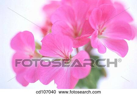 Stock Image - Geranium (Pelargonium zonale). Fotosearch