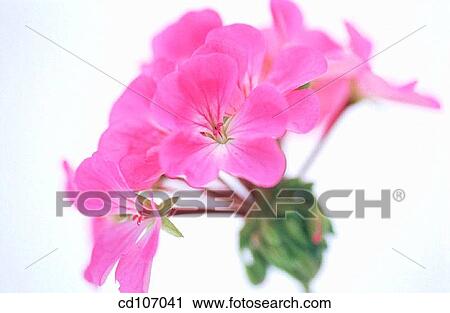 Stock Image - Geranium (Pelargonium zonale). Fotosearch