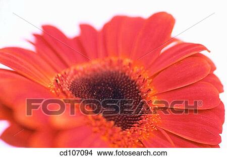 Gerbera View Large Photo Image Picture - Gerbera. Fotosearch