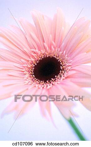 Gerbera View Large Photo Image Stock Photograph - Gerbera. Fotosearch