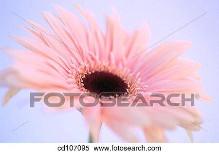 Gerbera View Large Photo Image Stock Photography - Gerbera. Fotosearch