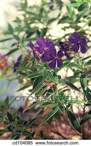 Stock Photography - Glory Bush or Princess Flower (Tibouchina semidecandra). Fotosearch