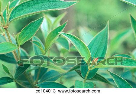 Glory Bush (Tibouchina semidecandra) View Large Photo Image Stock Image - Glory Bush (Tibouchina semidecandra). Fotosearch