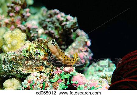 Stock Image - Goby (Fusigobius sp. ). Indo-Pacific Ocean.. Fotosearch