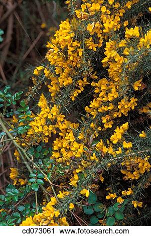 Gorse (Ulex europaeus) View Large Photo Image Stock Image - Gorse (Ulex europaeus). Fotosearch