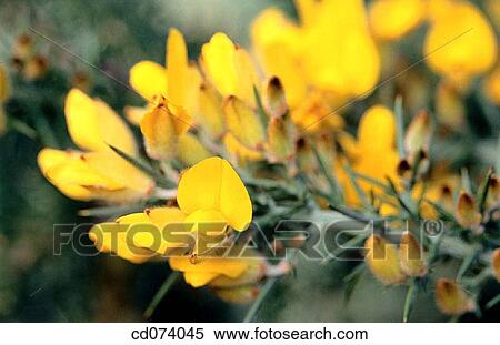Gorse (Ulex europaeus) View Large Photo Image Stock Photography - Gorse (Ulex europaeus). Fotosearch