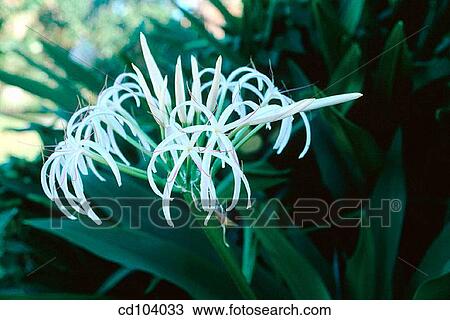 Grand Crinum Lily or Southern Swamp Lily (Crinum asiaticum) View Large Photo Image Stock Image - Grand Crinum Lily or Southern Swamp Lily (Crinum asiaticum). Fotosearch