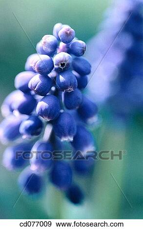 Grape Hyacinth View Large Photo Image Stock Photo - Grape Hyacinth. Fotosearch
