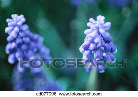 Grape Hyacinths View Large Photo Image Stock Photograph - Grape Hyacinths. Fotosearch