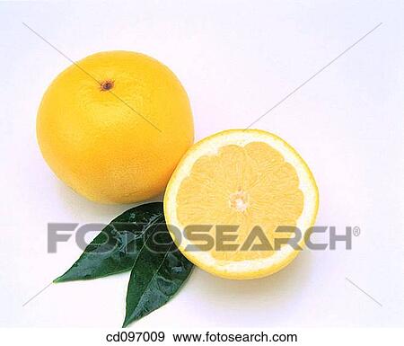 Grapefruits View Large Photo Image Stock Photo - Grapefruits. Fotosearch