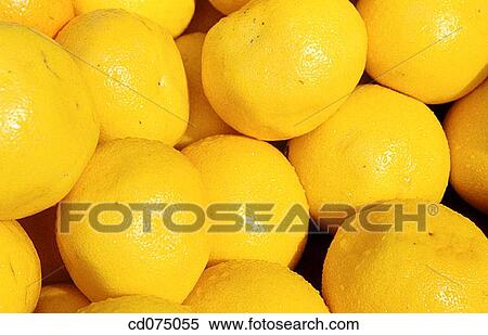 Stock Photography - Grapefruits. Fotosearch