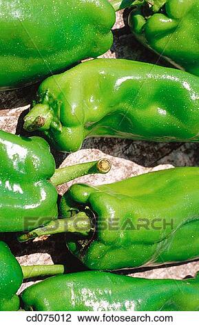 Green peppers View Large Photo Image Stock Image - Green peppers. Fotosearch