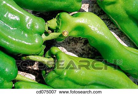 Green peppers View Large Photo Image Stock Photo - Green peppers. Fotosearch