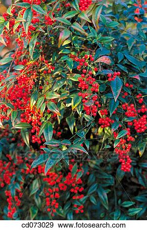 Heavenly bamboo (Nandina domestica Variegata")" View Large Photo Image Stock Photo - Heavenly bamboo (Nandina domestica Variegata")". Fotosearch