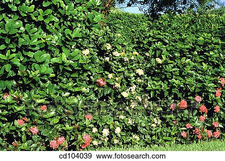 Hedge View Large Photo Image Stock Photo - Hedge. Fotosearch