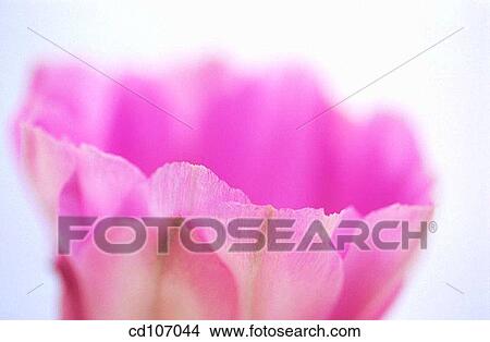 Hedgehog (Echinocereus sp. ) View Large Photo Image Picture - Hedgehog (Echinocereus sp. ). Fotosearch