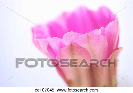 Stock Photography - Hedgehog (Echinocereus sp. ). Fotosearch