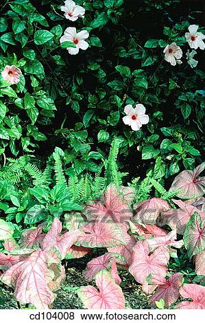 Hibiscus (Hibiscus rosa-sinensis) and Fancy-Leaved Caladium (Caladium hortulanum) View Large Photo Image Stock Photo - Hibiscus (Hibiscus rosa-sinensis) and Fancy-Leaved Caladium (Caladium hortulanum). Fotosearch