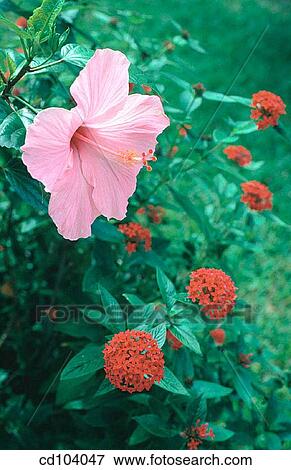 Hibiscus (Hibiscus rosa-sinensis) and Egyptian Star Cluster (Pentas lanceolata) View Large Photo Image Stock Photo - Hibiscus (Hibiscus rosa-sinensis) and Egyptian Star Cluster (Pentas lanceolata). Fotosearch