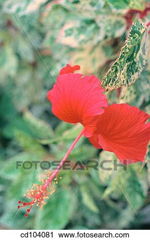 Stock Image - Hibiscus (Hibiscus rosa-sinensis). Fotosearch