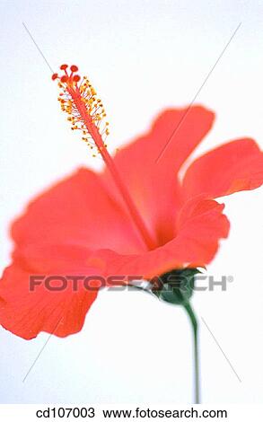 Stock Image - Hibiscus (Hibiscus rosa-sinensis). Fotosearch