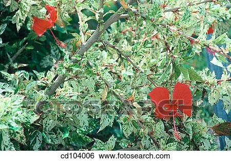 Hibiscus (Hibiscus rosa-sinensis) View Large Photo Image Stock Photograph - Hibiscus (Hibiscus rosa-sinensis). Fotosearch
