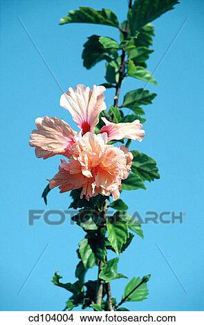 Picture - Hibiscus (Hibiscus schizopetalus). Fotosearch