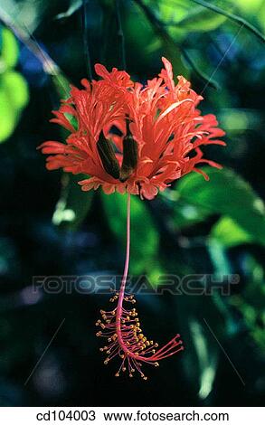 Hibiscus (Hibiscus schizopetalus) View Large Photo Image Stock Image - Hibiscus (Hibiscus schizopetalus). Fotosearch