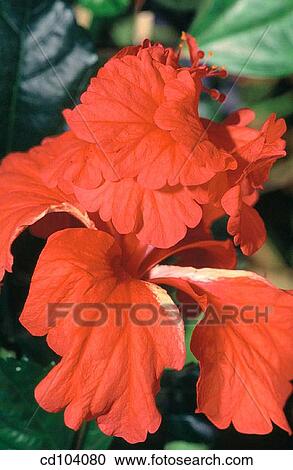 Hibiscus (Hibiscus schizopetalus) View Large Photo Image Stock Image - Hibiscus (Hibiscus schizopetalus). Fotosearch