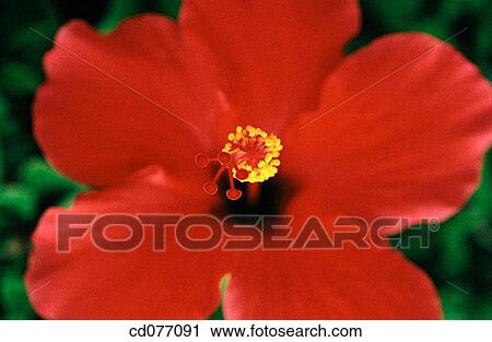 Hibiscus View Large Photo Image Stock Image - Hibiscus. Fotosearch