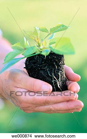 Holding young plant View Large Photo Image Picture - Holding young plant. Fotosearch