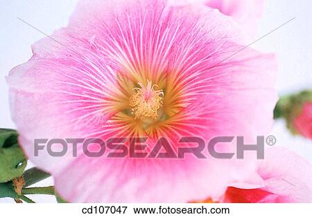 Hollyhock (Althaea rosea) View Large Photo Image Stock Photo - Hollyhock (Althaea rosea). Fotosearch