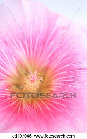 Hollyhock (Althaea rosea) View Large Photo Image Stock Photograph - Hollyhock (Althaea rosea). Fotosearch