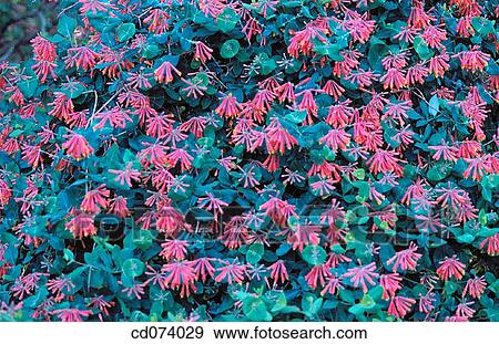 Honeysuckle, Lonicera sempervirens View Large Photo Image Stock Photo - Honeysuckle, Lonicera sempervirens. Fotosearch