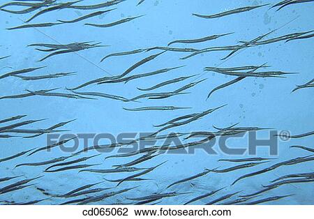 Hound Needlefish (Tylosurus crocodilus). Maldive Islands. View Large Photo Image Stock Image - Hound Needlefish (Tylosurus crocodilus). Maldive Islands.. Fotosearch