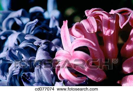 Hyacinths View Large Photo Image Picture - Hyacinths. Fotosearch