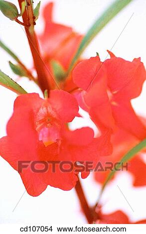Picture - Impatiens. Fotosearch