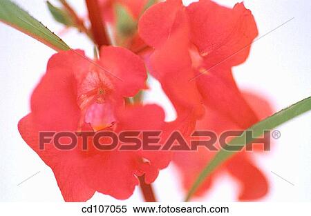 Stock Photography - Impatiens. Fotosearch