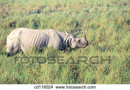 Indian One-Horned Rhino (Rhinoceros unicornis). Kaziranga National Park. India View Large Photo Image Picture - Indian One-Horned Rhino (Rhinoceros unicornis). Kaziranga National Park. India. Fotosearch