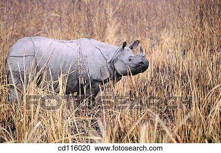 Stock Image - Indian One-Horned Rhino (Rhinoceros unicornis). Kaziranga National Park. India. Fotosearch