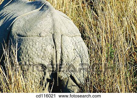 Indian One-Horned Rhino (Rhinoceros unicornis). Kaziranga National Park. India View Large Photo Image Stock Image - Indian One-Horned Rhino (Rhinoceros unicornis). Kaziranga National Park. India. Fotosearch