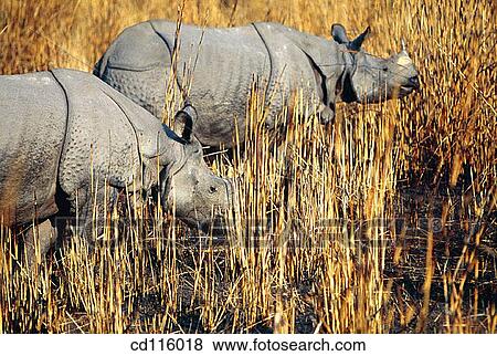 Indian One-Horned Rhinos (Rhinoceros unicornis). Kaziranga National Park. India View Large Photo Image Stock Photo - Indian One-Horned Rhinos (Rhinoceros unicornis). Kaziranga National Park. India. Fotosearch