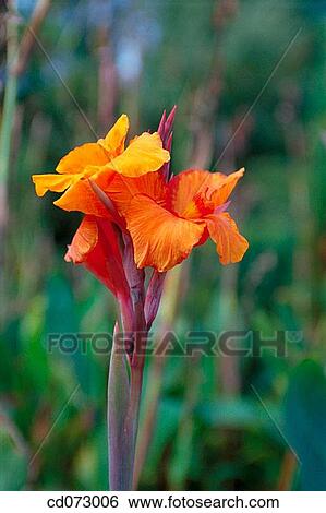 Indian shot (Canna x Mandarin Orange")" View Large Photo Image Stock Photograph - Indian shot (Canna x Mandarin Orange")". Fotosearch