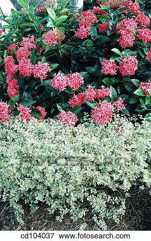 Stock Photo - Ixora and Chinese Privet (Ligustrum sinense). Fotosearch