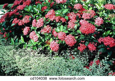 Ixora and Chinese Privet (Ligustrum sinense) View Large Photo Image Stock Photo - Ixora and Chinese Privet (Ligustrum sinense). Fotosearch